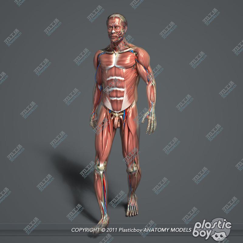 images/goods_img/20210113/3DS MAX RIGGED Complete Male Anatomy PACK/5.jpg